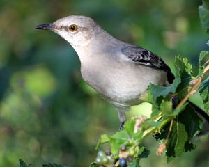 Preview wallpaper bird, branch, sit, arizona