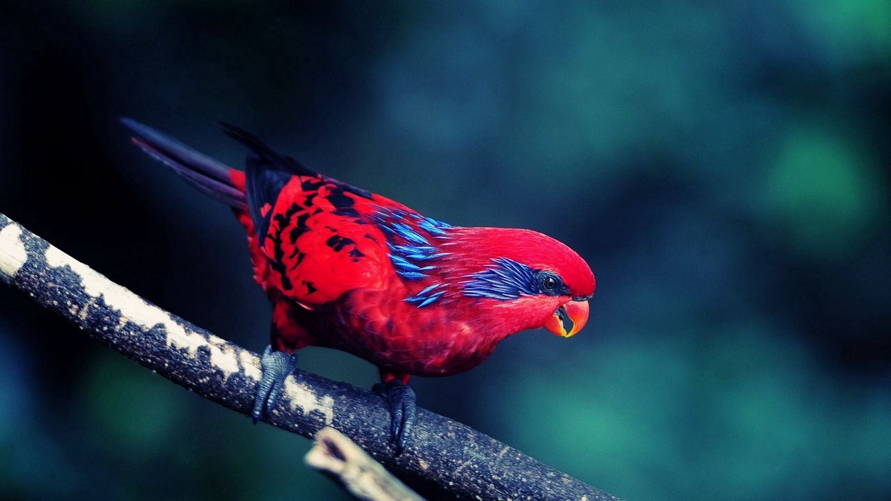 Wallpaper bird, branch, sit