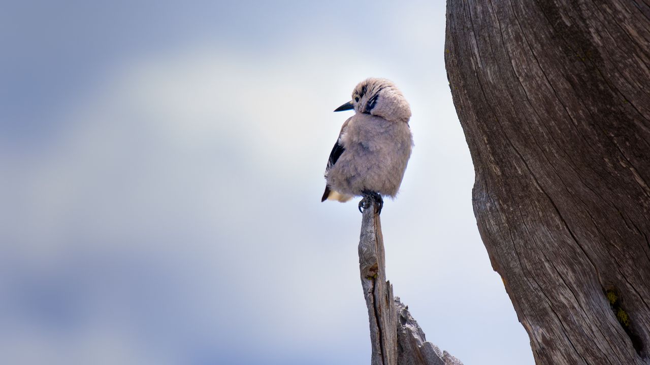 Wallpaper bird, branch, sits
