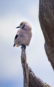 Preview wallpaper bird, branch, sits