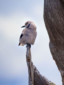 Preview wallpaper bird, branch, sits