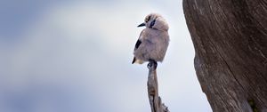 Preview wallpaper bird, branch, sits