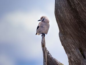 Preview wallpaper bird, branch, sits