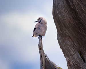 Preview wallpaper bird, branch, sits