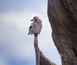 Preview wallpaper bird, branch, sits