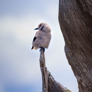 Preview wallpaper bird, branch, sits