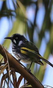 Preview wallpaper bird, branch, sitting, small