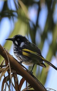 Preview wallpaper bird, branch, sitting, small