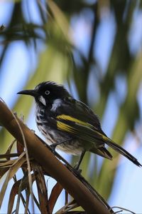 Preview wallpaper bird, branch, sitting, small