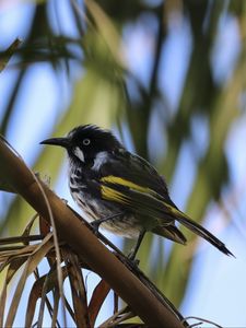 Preview wallpaper bird, branch, sitting, small