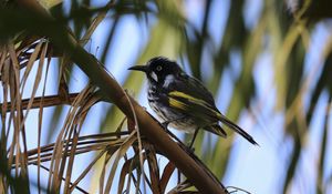 Preview wallpaper bird, branch, sitting, small