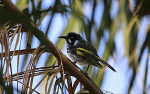 Preview wallpaper bird, branch, sitting, small