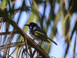 Preview wallpaper bird, branch, sitting, small