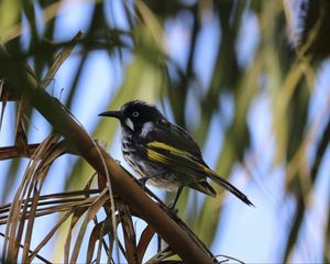 Preview wallpaper bird, branch, sitting, small