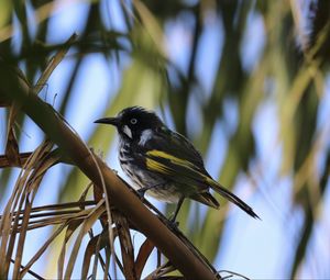 Preview wallpaper bird, branch, sitting, small