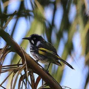 Preview wallpaper bird, branch, sitting, small