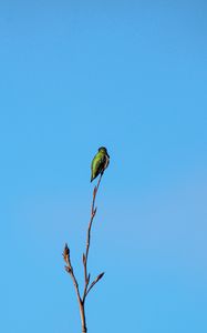 Preview wallpaper bird, branch, sky, minimalism