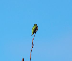 Preview wallpaper bird, branch, sky, minimalism