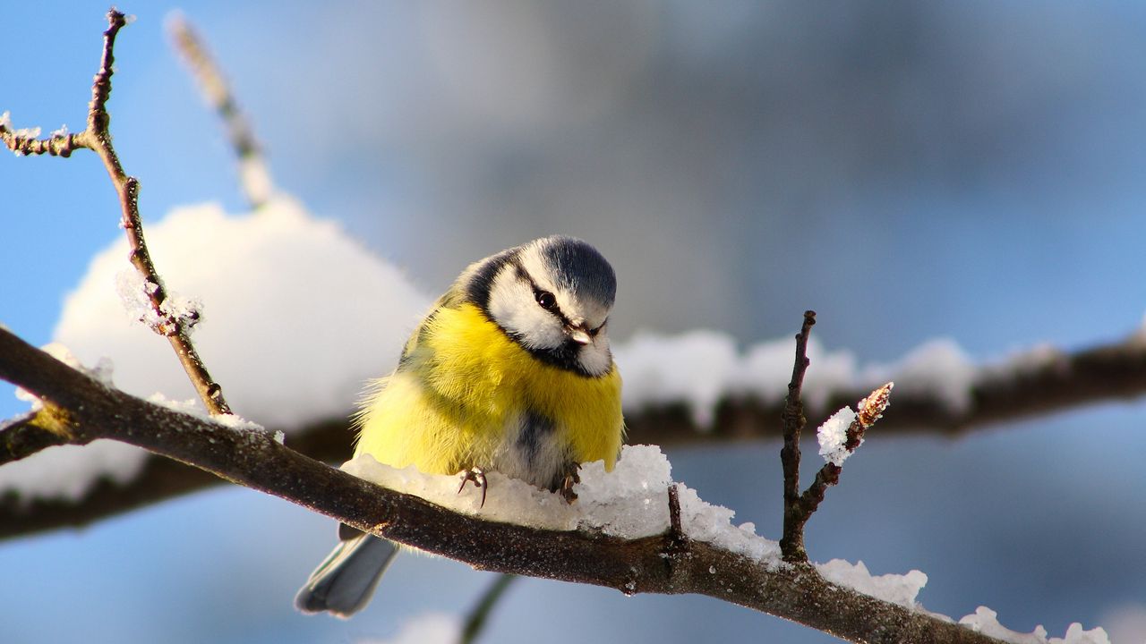 Wallpaper bird, branch, snow