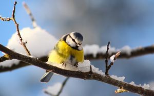 Preview wallpaper bird, branch, snow
