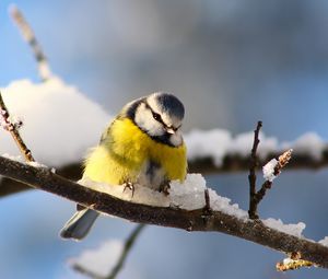 Preview wallpaper bird, branch, snow