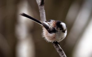 Preview wallpaper bird, branch, thick
