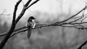 Preview wallpaper bird, branch, tree, black and white
