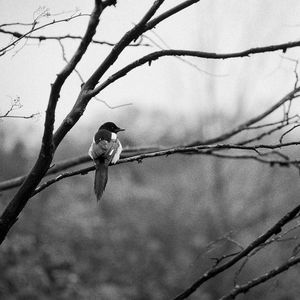 Preview wallpaper bird, branch, tree, black and white