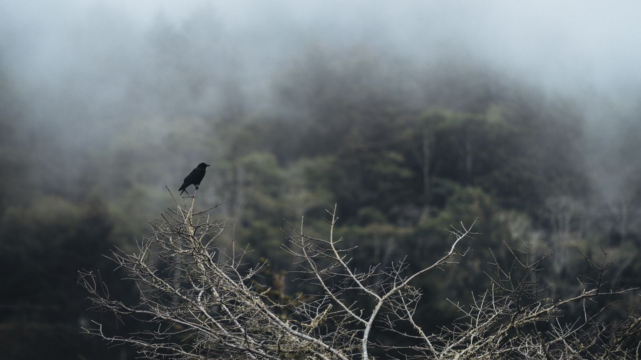 Wallpaper bird, branch, tree, nature