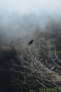 Preview wallpaper bird, branch, tree, nature