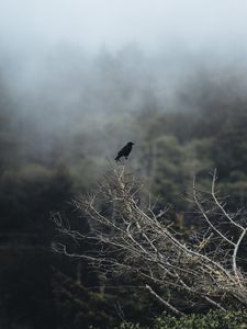 Preview wallpaper bird, branch, tree, nature