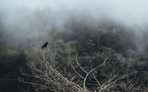 Preview wallpaper bird, branch, tree, nature