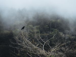 Preview wallpaper bird, branch, tree, nature