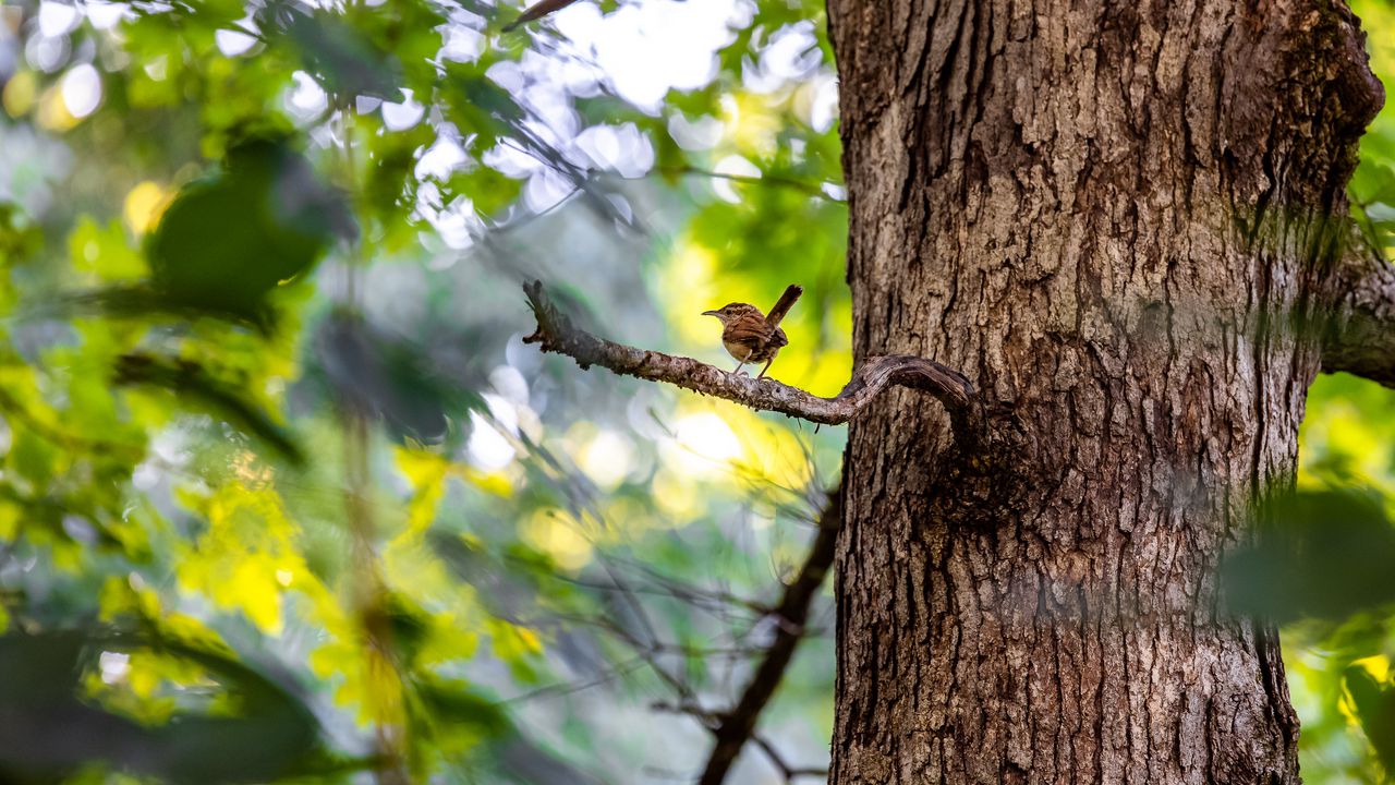 Wallpaper bird, branch, tree, trunk, leaves, blur