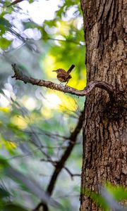 Preview wallpaper bird, branch, tree, trunk, leaves, blur