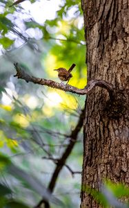 Preview wallpaper bird, branch, tree, trunk, leaves, blur