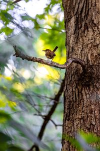 Preview wallpaper bird, branch, tree, trunk, leaves, blur