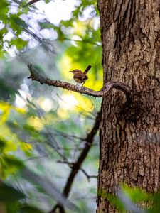 Preview wallpaper bird, branch, tree, trunk, leaves, blur