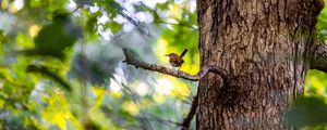 Preview wallpaper bird, branch, tree, trunk, leaves, blur