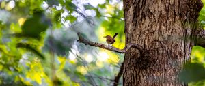 Preview wallpaper bird, branch, tree, trunk, leaves, blur