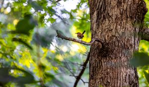 Preview wallpaper bird, branch, tree, trunk, leaves, blur