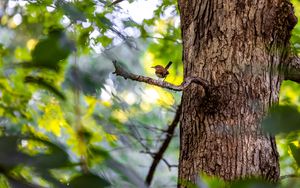 Preview wallpaper bird, branch, tree, trunk, leaves, blur