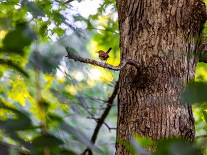 Preview wallpaper bird, branch, tree, trunk, leaves, blur