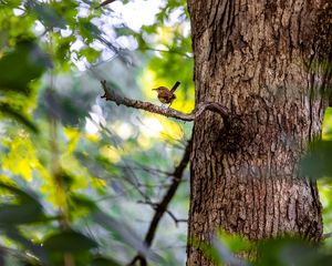 Preview wallpaper bird, branch, tree, trunk, leaves, blur