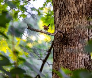 Preview wallpaper bird, branch, tree, trunk, leaves, blur