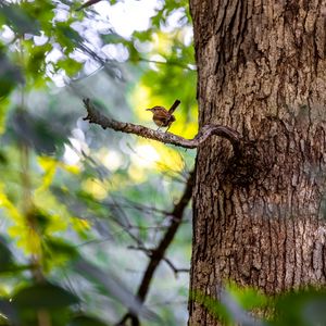 Preview wallpaper bird, branch, tree, trunk, leaves, blur