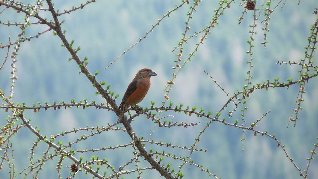 Wallpaper bird, branch, tree, sit