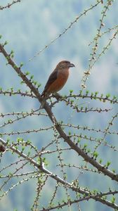 Preview wallpaper bird, branch, tree, sit