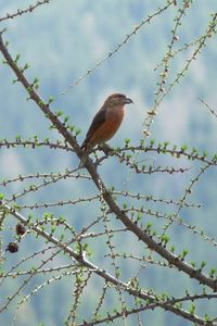 Preview wallpaper bird, branch, tree, sit