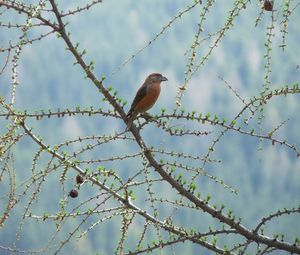 Preview wallpaper bird, branch, tree, sit